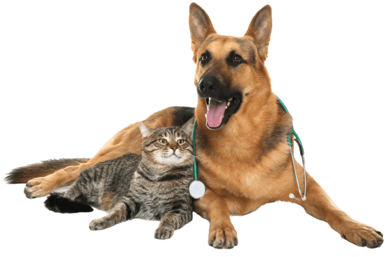 German Shepherd with stethoscope around its neck and cat laying together