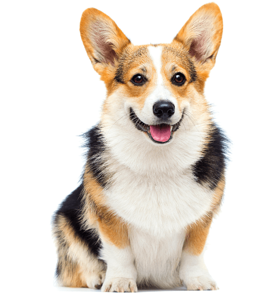 Corgi Sitting and Staring Attentively