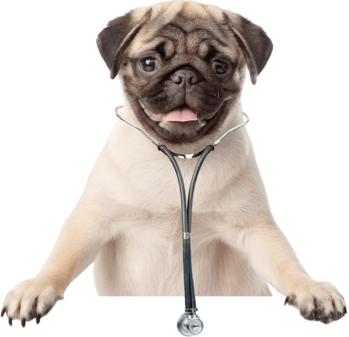 Pug with mouth open standing up with stethoscope around its neck