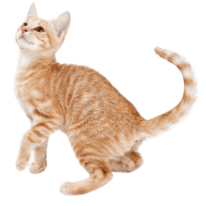 Striped orange kitten squatting ready to pounce